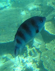 Abudefduf sexfasciatus