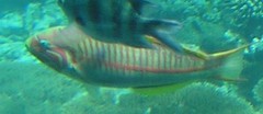 Thalassoma rueppellii