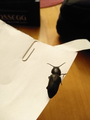 Spondylis buprestoides