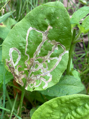 Phytomyza plantaginis