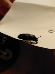 Spondylis buprestoides