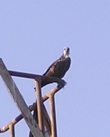 Osprey