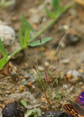 Juncus tenageia