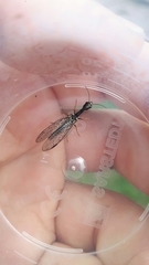 Raphidiinae