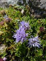 Jasione crispa