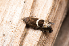 Glyphipteriginae