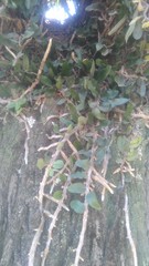 Microgramma mortoniana