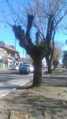 Microgramma mortoniana