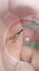 Raphidiinae