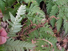 Dryopteris lacera