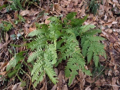 Dryopteris lacera