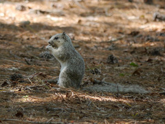 Sciurus niger cinereus
