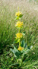 Gentiana lutea lutea