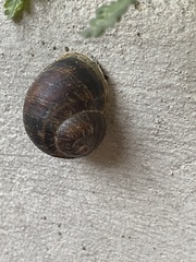 Cornu aspersum