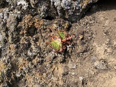 Dudleya virens virens