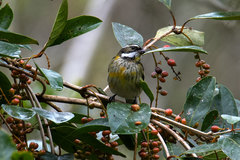 Spindalis dominicensis