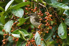 Spindalis dominicensis