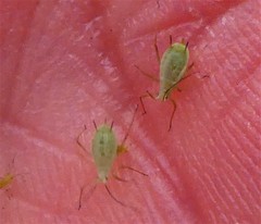 Macrosiphoniella