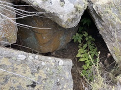 Scrophularia villosa