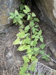 Scrophularia villosa