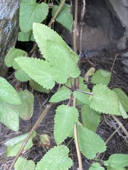 Scrophularia villosa