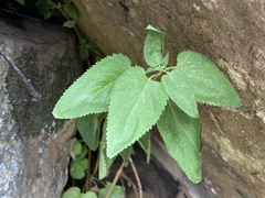 Scrophularia villosa