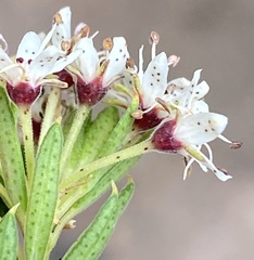Agathosma puberula