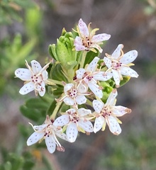 Agathosma puberula