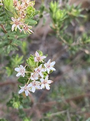 Agathosma puberula