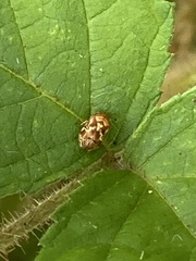 Clastoptera arborina