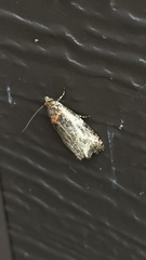 Olethreutes inornatana