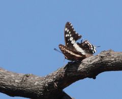 Charaxes achaemenes achaemenes