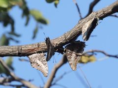 Charaxes achaemenes achaemenes