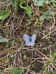 Plebejus melissa