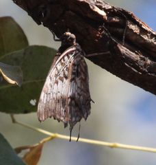 Charaxes achaemenes achaemenes