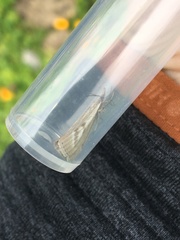 Catoptria combinella