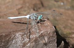 Orthetrum julia