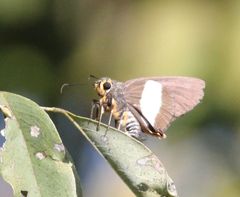 Coeliades forestan forestan