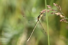 Lestes unguiculatus