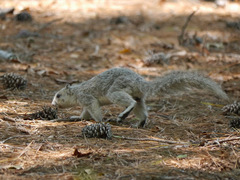 Sciurus niger cinereus