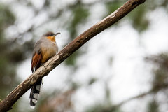 Coccyzus longirostris