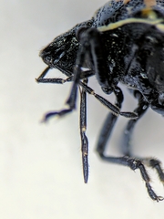 Cosmopepla conspicillaris