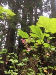 Ribes sanguineum glutinosum