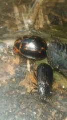 Platyphora congregata