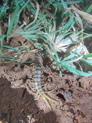 Scolopendra morsitans