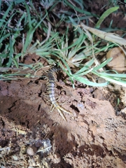 Scolopendra morsitans