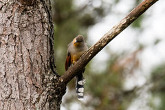 Coccyzus longirostris