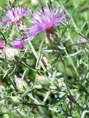 Centaurea paniculata