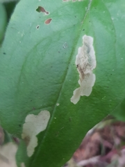 Pegomya hyoscyami group