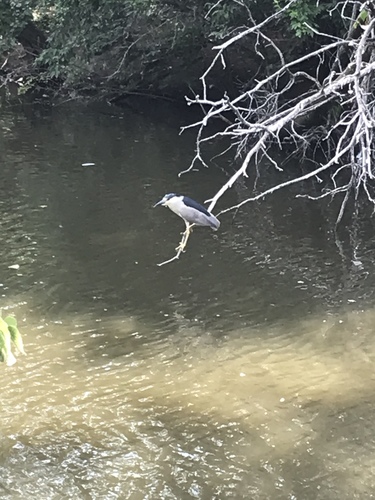 Black-crowned Night Heron photographed in Kansas